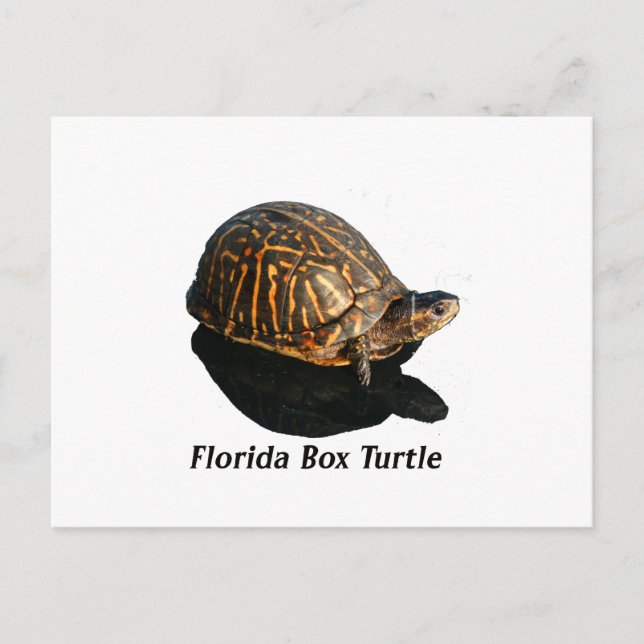 Florida Box turtle Photograph w Text Postcard (Front)