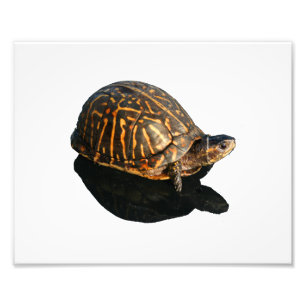 Florida Box turtle Photograph with Shadow Cutout