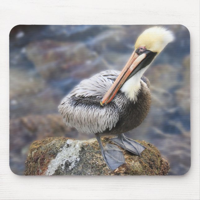 Florida Brown Pelican Standing on Jetty Rock Mouse Pad (Front)