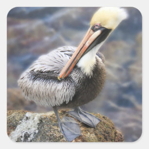 Florida Brown Pelican Standing on Jetty Rock Square Sticker