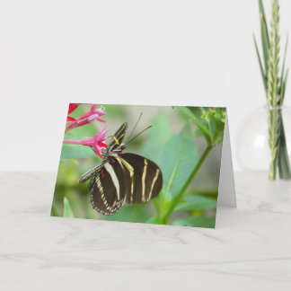 "Florida Butterfly on Red Pentas." Greeting Card
