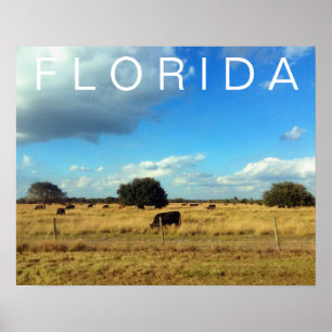 Florida Cattle Poster