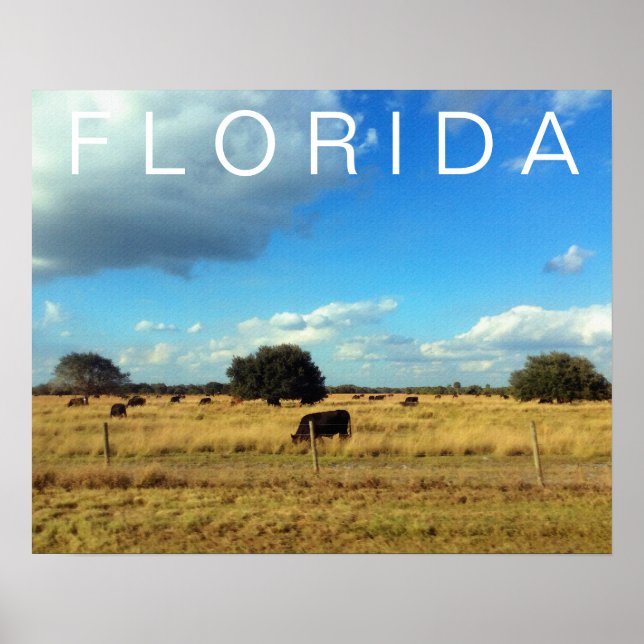 Florida Cattle Poster (Front)