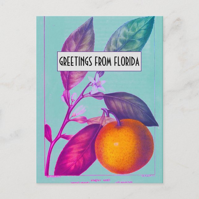 Florida Citrus Postcard (Front)