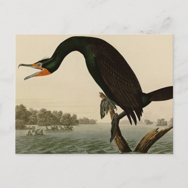Florida Cormorant Postcard (Front)