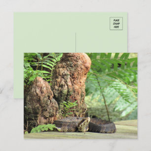 Florida Cottonmouth in the Swamp Postcard