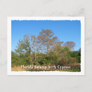 Florida Cypress Swamp with blue skies Postcard