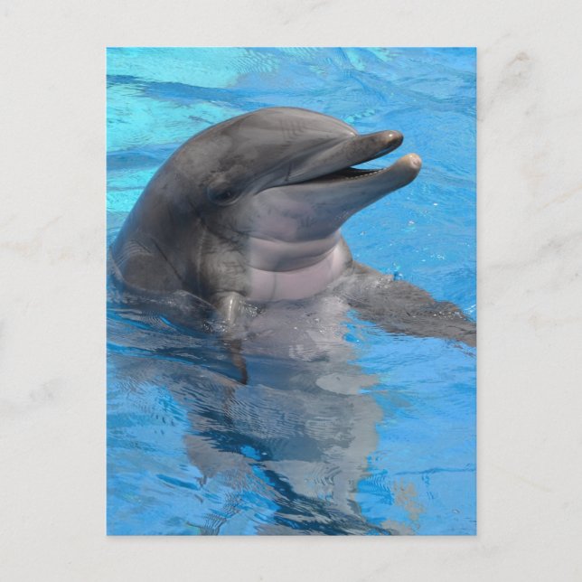 Florida Dolphin Postcard (Front)