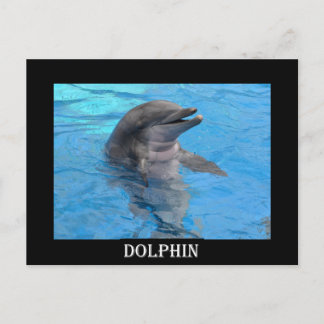 Florida Dolphin Postcard