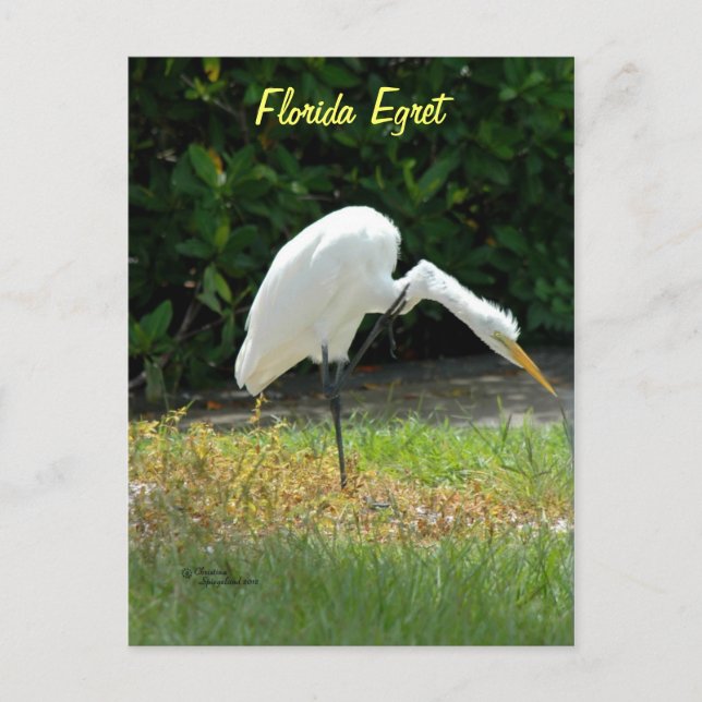 Florida egret Postcard (Front)