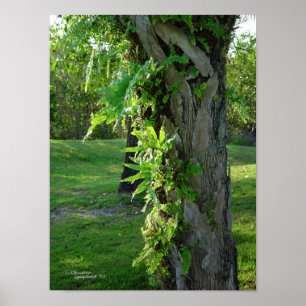 Florida ferns Palm Poster or Print
