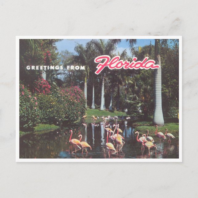 Florida flamingos 1960s vintage postcard (Front)