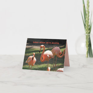 FLORIDA FLAMINGOS MOVING CARD