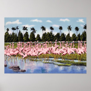 Florida Flock of Coral Flamingos Poster