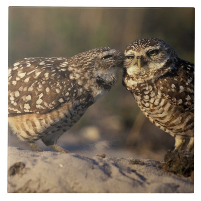 Florida, Fort Myers. Burrowing Owl pair bonding Ceramic Tile (Front)