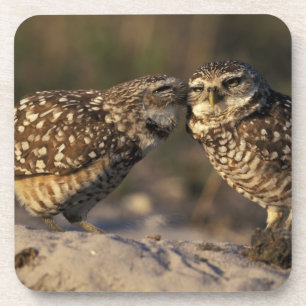 Florida, Fort Myers. Burrowing Owl pair bonding Coaster