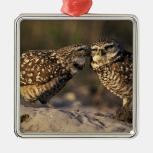 Florida, Fort Myers. Burrowing Owl pair bonding Metal Tree Decoration
