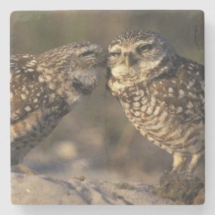 Florida, Fort Myers. Burrowing Owl pair bonding Stone Coaster