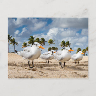 Florida - Four Terns at a beach postcard