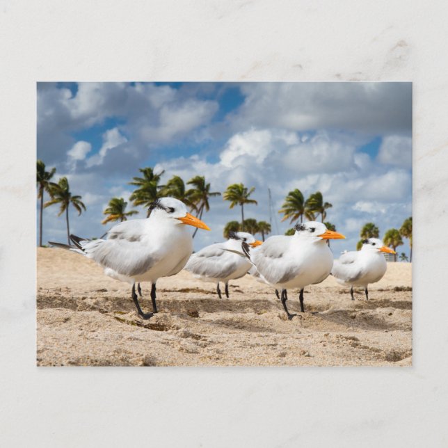 Florida - Four Terns at a beach postcard (Front)