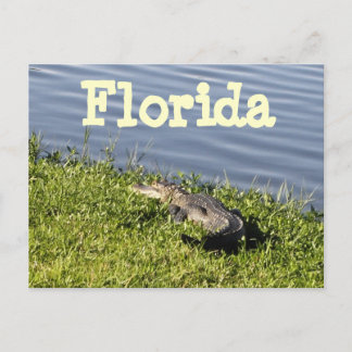 Florida Gator Postcard