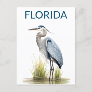 Florida Great Blue Heron Bird Travel  Postcard
