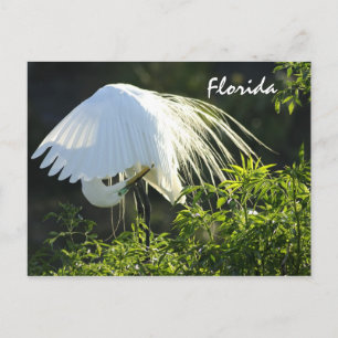 Florida Great White Egret Postcard