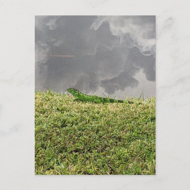 Florida Iguana Postcard (Front)