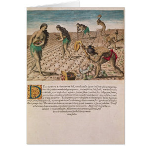 Florida Indians planting maize