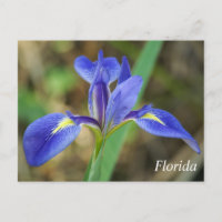 Florida iris photo