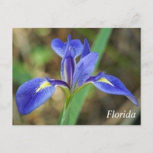 Florida iris photo postcard