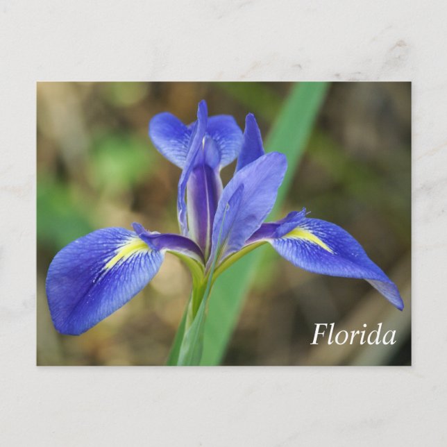 Florida iris photo postcard (Front)