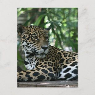 Florida Jaguar looking back lying down Postcard