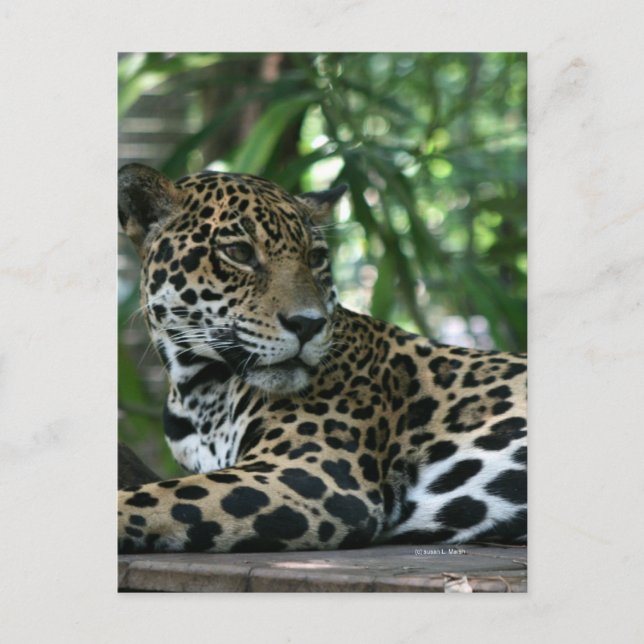 Florida Jaguar looking back lying down Postcard (Front)