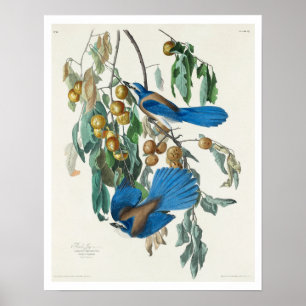 Florida Jay by Audubon Poster