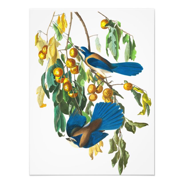 Florida Jay by John James Audubon Photo Print (Front)