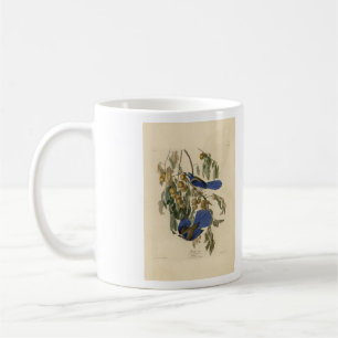 Florida Jay (Scrub-Jay) Audubon's Birds of America Coffee Mug