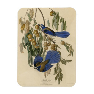 Florida Jay (Scrub-Jay) Audubon's Birds of America Magnet