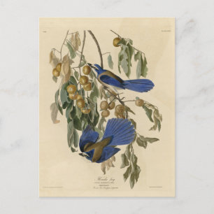 Florida Jay (Scrub-Jay) Audubon's Birds of America Postcard