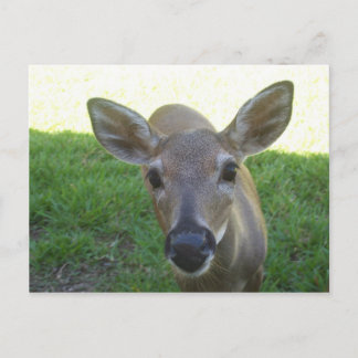 Florida Key Deer Postcard