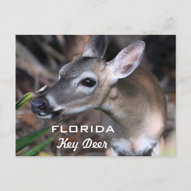 Florida Key Deer Postcard, Version A Postcard (Front)