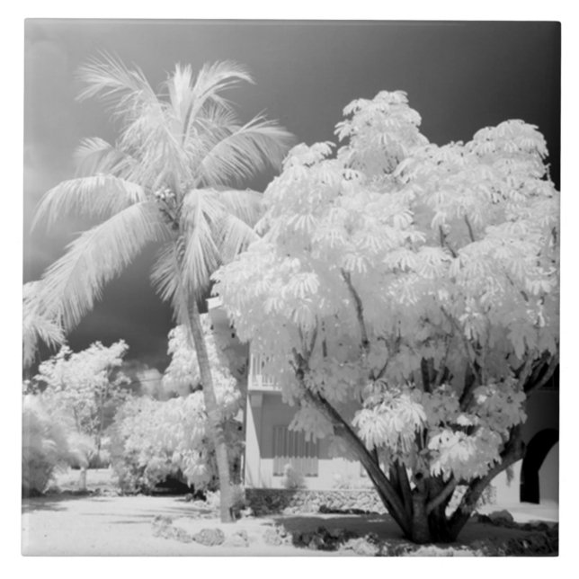 Florida Keys house and its palm trees, USA. 2 Ceramic Tile (Front)