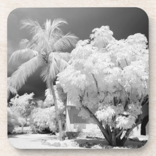 Florida Keys house and its palm trees, USA. 2 Coaster