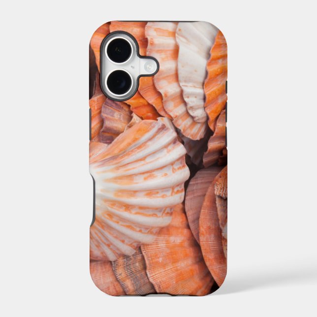 Florida Keys, Key West, seashells (Back)