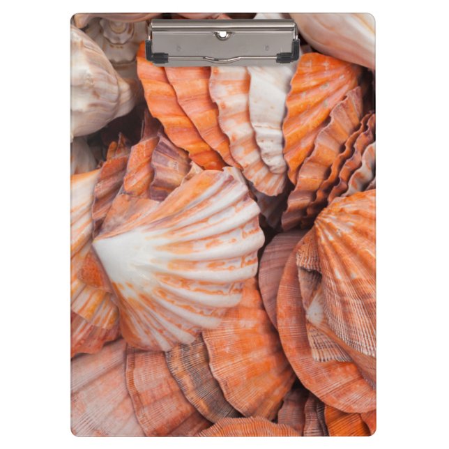 Florida Keys, Key West, seashells Clipboard (Front)