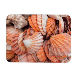 Florida Keys, Key West, seashells Magnet