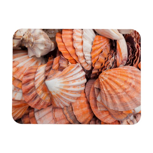 Florida Keys, Key West, seashells Magnet (Horizontal)