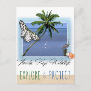 Florida Keys Wildlife Postcard