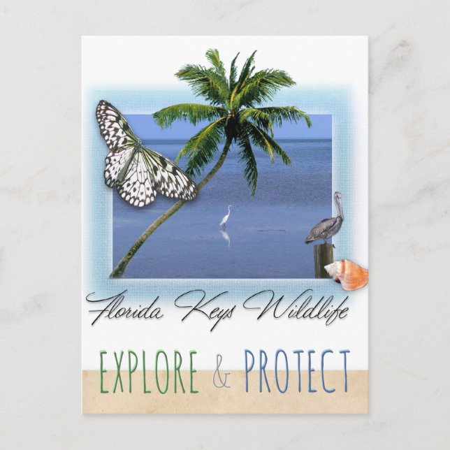 Florida Keys Wildlife Postcard (Front)