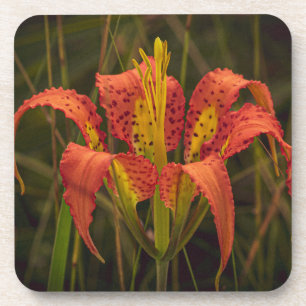 "Florida Lily" Coaster Set of 6